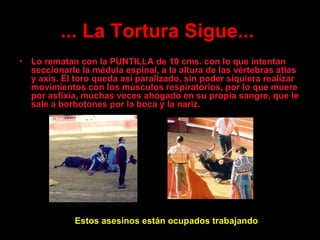 ...  La Tortura  Sigue...   Lo rematan con la PUNTILLA de 10 cms. con lo que intentan seccionarle la médula espinal, a la altura de las vértebras atlas y axis. El toro queda así paralizado, sin poder siquiera realizar movimientos con los músculos respiratorios, por lo que muere por asfixia, muchas veces ahogado en su propia sangre, que le sale a borbotones por la boca y la nariz. Estos asesinos  están ocupados trabajando 