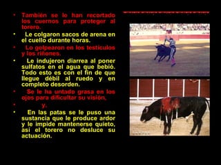 También se le han recortado los cuernos para proteger al torero . Le colgaron sacos de arena en el cuello durante horas. Lo golpearon en los testículos y los riñones . Le indujeron diarrea al poner sulfatos en el agua que bebió .  Todo esto es con el fin de que llegue débil al ruedo y en completo desorden. Se le ha untado grasa en los ojos para dificultar su visión ,              y, E n las patas se le puso una sustancia que le produce ardor y le impide mantenerse quieto, así el torero no desluce su actuación. 