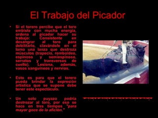 El Trabajo del Picador   Si el torero percibe que el toro embiste con mucha energía, ordena al picador hacer su trabajo: Consistente en desangrar al toro para debilitarlo, clavándole en el lomo una lanza que destroza músculos (trapecio, romboideo, espinoso y semiespinoso, serratos y transversos de cuello) .   Lesiona, además, vasos sanguíneos y nervios. Esto es para que el torero pueda brindar la expresión artística que se supone debe tener este espectáculo. Un solo puyazo podría destrozar al toro, por eso se hace en tres tiempos  "para mayor goce de la afición." 