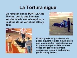 La Tortura sigue   Lo rematan con la PUNTILLA de 10 cms. con lo que intentan seccionarle la médula espinal, a la altura de las vértebras atlas y axis.  El toro queda así paralizado, sin poder siquiera realizar movimientos con los músculos respiratorios, por lo que muere por asfixia, muchas veces ahogado en su propia sangre, que le sale a borbotones por la boca y la nariz .   