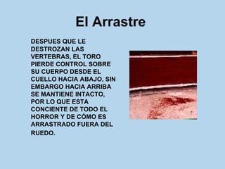 El Arrastre   DESPUES QUE LE DESTROZAN LAS VERTEBRAS, EL TORO PIERDE CONTROL SOBRE SU CUERPO DESDE EL CUELLO HACIA ABAJO, SIN EMBARGO HACIA ARRIBA SE MANTIENE INTACTO, POR LO QUE ESTA CONCIENTE DE TODO EL HORROR Y DE CÓMO ES ARRASTRADO FUERA DEL RUEDO.   