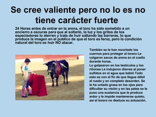 Se cree valiente pero no lo es no tiene carácter fuerte   24 Horas antes de entrar en la arena, el toro ha sido sometido a un encierro a oscuras para que al soltarlo, la luz y los gritos de los espectadores lo aterren y trate de huir saltando las barreras, lo que produce la imagen en el publico de que el toro es feroz, pero la condición natural del toro es huir NO atacar.  También se le han recortado los cuernos para proteger al torero Le colgaron sacos de arena en el cuello durante horas.  Lo golpearon en los testículos y los riñones Le indujeron diarrea al poner sulfatos en el agua que bebió Todo esto es con el fin de que llegue débil al ruedo y en completo desorden. Se le ha untado grasa en los ojos para dificultar su visión y en las patas se le puso una sustancia que le produce ardor y le impide mantenerse quieto, así el torero no desluce su actuación. 