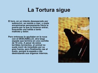 La Tortura sigue El toro, en un intento desesperado por sobrevivir, se resiste a caer, y suele encaminarse penosamente hacia la puerta por la que lo hicieron entrar, buscando una salida a tanto maltrato y dolor.  Pero entonces lo apuñalan en la nuca con el DESCABELLO, otra larga espada que termina en una cuchilla de 10 cms. A pesar de estos terribles tormentos, el animal no suele morir de inmediato por su gran fuerza, pero finalmente cae al suelo, porque la espada a ido destrozando sus órganos internos.  