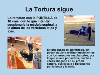 La Tortura sigue   Lo rematan con la PUNTILLA de 10 cms. con lo que intentan seccionarle la médula espinal, a la altura de las vértebras atlas y axis.  El toro queda así paralizado, sin poder siquiera realizar movimientos con los músculos respiratorios, por lo que muere por asfixia, muchas veces ahogado en su propia sangre, que le sale a borbotones por la boca y la nariz .   