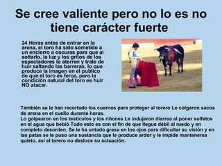 Se cree valiente pero no lo es no tiene carácter fuerte   24 Horas antes de entrar en la arena, el toro ha sido sometido a un encierro a oscuras para que al soltarlo, la luz y los gritos de los espectadores lo aterren y trate de huir saltando las barreras, lo que produce la imagen en el publico de que el toro es feroz, pero la condición natural del toro es huir NO atacar.  También se le han recortado los cuernos para proteger al torero Le colgaron sacos de arena en el cuello durante horas.  Lo golpearon en los testículos y los riñones Le indujeron diarrea al poner sulfatos en el agua que bebió Todo esto es con el fin de que llegue débil al ruedo y en completo desorden. Se le ha untado grasa en los ojos para dificultar su visión y en las patas se le puso una sustancia que le produce ardor y le impide mantenerse quieto, así el torero no desluce su actuación. 