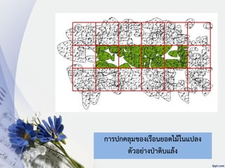 การปกคลุมของเรือนยอดไม้ในแปลง
ตัวอย่างป่าดิบแล้ง
 