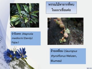 ก
ข
ค ง
จาปีเพชร (Magnolia
mediocris (Dandy)
Figlar)
อ้ายเหลี่ยม (Sauropus
thyrsiflorus Welzen,
Blumea)
พรรณไม้หายากที่พบ
ในแนวเชื่อมต่อ
 