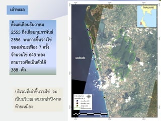 เต่าทะเล
ตั้งแต่เดือนธันวาคม
2555 ถึงเดือนกุมภาพันธ์
2556 พบการขึ้นวางไข่
ของเต่ามะเฟือง 7 ครั้ง
จานวนไข่ 643 ฟอง
สามารถฟักเป็นตัวได้
388 ตัว
บริเวณที่เต่าขึ้นวางไข่ จะ
เป็นบริเวณ อช.เขาลาปี-หาด
ท้ายเหมือง
 