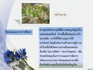 ควรมุ่งเน้นรักษาจุดที่มีความสมบูรณ์สูงเป็น
แหล่งพ่อแม่พันธ์ ส่วนพื้นที่หย่อมปะการัง
ขนาดเล็ก ควรใช้วิธีควบคุมการใช้
ประโยชน์ โดยมีกลไกการสร้างความรู้ความ
เข้าใจเพื่อให้เกิดความร่วมมือของคนใน
ท้องถิ่น ในการจัดทา “ปะการังชุมชน” เพื่อ
ช่วยสนับสนุนในการวางแผนการจัดการ
ทรัพยากรแนวปะการังตลอดแนวชายฝั่ง
จังหวัดพังงาต่อเนื่องไปยังจังหวัดภูเก็ต
ข้อเสนอแนะจากการศึกษา
หญ้าใบมะกรูด
 