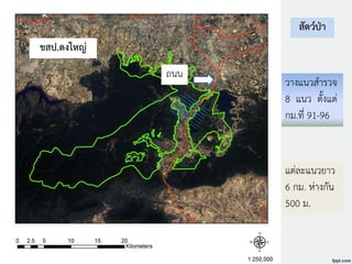 วางแนวสารวจ
8 แนว ตั้งแต่
กม.ที่ 91-96
สัตว์ป่า
แต่ละแนวยาว
6 กม. ห่างกัน
500 ม.
ขสป.ดงใหญ่
ถนน
 