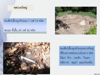 พบสัตว์เลี้ยงลูกด้วยนม 1 วงศ์ 14 ชนิด
พบนก ทั้งสิ้น 24 วงศ์ 36 ชนิด
ขสป.ดงใหญ่
พบสัตว์เลี้ยงลูกด้วยนมขนาดใหญ่
ที่มีบทบาทต่อระบบนิเวศ 6 ชนิด
ได้แก่ ช้าง กระทิง วัวแดง
หมีควาย หมูป่า และเก้งเหนือ
 