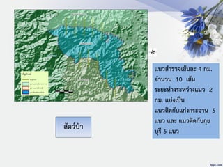 แนวสารวจเส้นละ 4 กม.
จานวน 10 เส้น
ระยะห่างระหว่างแนว 2
กม. แบ่งเป็น
แนวติดกับแก่งกระจาน 5
แนว และ แนวติดกับกุย
บุรี 5 แนว
สัตว์ป่า
แนวเชื่อมต่อระบบนิเวศ
อุทยานแห่งชาติกุยบุรี
อุทยานแห่งชาติแก่งกระจาน
ประเทศเมียนมาร์
สัญลักษณ์
เส้นสำรวจ
อุทยำนแห่งชำติแก่งกระจำน
อุทยำนแห่งชำติกุยบุรี
แนวเชื่อมต่อระบบนิเวศ
0 1 2 3 4.5
Kilometers
 