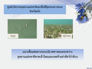 ศูนย์นวัตกรรมอุทยานแห่งชาติและพื้นที่คุ้มครองทางทะเล
จังหวัดตรัง
แนวเชื่อมต่อทางระบบนิเวศทางทะเลระหว่าง
อุทยานแห่งชาติหาดเจ้าไหมและเขตห้ามล่าสัตว์ป่าลิบง
พะยูน หญ้าทะเล
 
