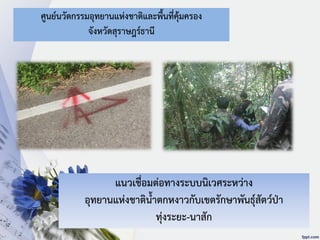 ศูนย์นวัตกรรมอุทยานแห่งชาติและพื้นที่คุ้มครอง
จังหวัดสุราษฎร์ธานี
แนวเชื่อมต่อทางระบบนิเวศระหว่าง
อุทยานแห่งชาติน้าตกหงาวกับเขตรักษาพันธุ์สัตว์ป่า
ทุ่งระยะ-นาสัก
 