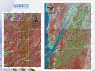 แนวเส้นสารวจ
 