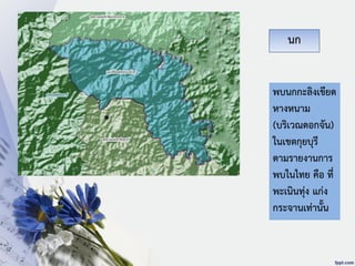 นก
พบนกกะลิงเขียด
หางหนาม
(บริเวณดอกจัน)
ในเขตกุยบุรี
ตามรายงานการ
พบในไทย คือ ที่
พะเนินทุ่ง แก่ง
กระจานเท่านั้น
 