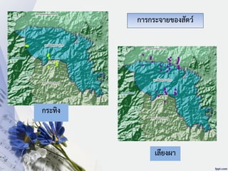 กระทิง
เลียงผา
การกระจายของสัตว์
 