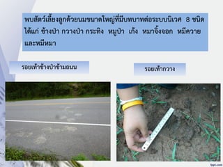 พบสัตว์เลี้ยงลูกด้วยนมขนาดใหญ่ที่มีบทบาทต่อระบบนิเวศ 8 ชนิด
ได้แก่ ช้างป่า กวางป่า กระทิง หมูป่า เก้ง หมาจิ้งจอก หมีควาย
และหมีหมา
รอยเท้าช้างป่าข้ามถนน รอยเท้ากวาง
 