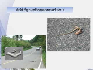 สัตว์ป่าที่ถูกรถเหยียบบนถนนขณะข้ามทาง
 