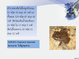 สารวจพบสัตว์เลี้ยงลูกด้วยนม
41 ชนิด 33 สกุล 20 วงศ์ นก
ทั้งหมด 129 ชนิด 87 สกุล 42
วงศ์ สัตว์สะเทินน้าสะเทินบก
21 ชนิด ใน 17 สกุล 5 วงศ์
สัตว์เลื้อยคลาน 30 ชนิด 21
สกุล 12 วงศ์
กบท่าสาร (Ingerana tasanae)
สถานภาพ ใกล้ถูกคุกคาม
 