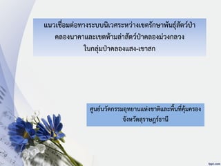 แนวเชื่อมต่อทางระบบนิเวศระหว่างเขตรักษาพันธุ์สัตว์ป่า
คลองนาคาและเขตห้ามล่าสัตว์ป่าคลองม่วงกลวง
ในกลุ่มป่าคลองแสง-เขาสก
ศูนย์นวัตกรรมอุทยานแห่งชาติและพื้นที่คุ้มครอง
จังหวัดสุราษฎร์ธานี
 