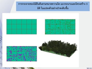 การกระจายของไม้ยืนต้นตามขนาดความโต แนวระนาบและโครงสร้าง 3
มิติ ในแปลงตัวอย่างป่าดงดิบชื้น
 