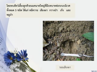 โดยพบสัตว์เลี้ยงลูกด้วยนมขนาดใหญ่ที่มีบทบาทต่อระบบนิเวศ
ทั้งหมด 5 ชนิด ได้แก่ หมีควาย เลียงผา กวางป่า เก้ง และ
หมูป่า
รอยเลียงผา
 