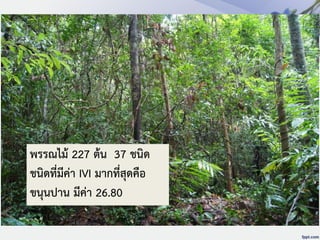 พรรณไม้ 227 ต้น 37 ชนิด
ชนิดที่มีค่า IVI มากที่สุดคือ
ขนุนปาน มีค่า 26.80
 