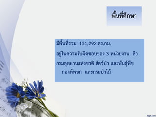 พื้นที่ศึกษา
มีพื้นที่รวม 131,292 ตร.กม.
อยู่ในความรับผิดชอบของ 3 หน่วยงาน คือ
กรมอุทยานแห่งชาติ สัตว์ป่า และพันธุ์พืช
กองทัพบก และกรมป่าไม้
 