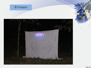 สารวจแมลง
 