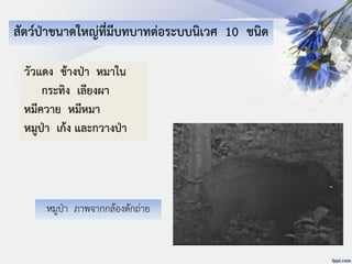 วัวแดง ช้างป่า หมาใน
กระทิง เลียงผา
หมีควาย หมีหมา
หมูป่า เก้ง และกวางป่า
สัตว์ป่าขนาดใหญ่ที่มีบทบาทต่อระบบนิเวศ 10 ชนิด
หมูป่า ภาพจากกล้องดักถ่าย
 