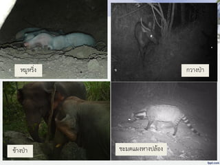 ก
งค
ขหมูหริ่ง กวางป่า
ช้างป่า ชะมดแผงหางปล้อง
 