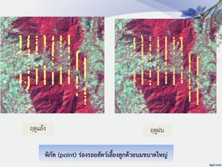 พิกัด (point) ร่องรอยสัตว์เลี้ยงลูกด้วยนมขนาดใหญ่
ฤดูแล้ง ฤดูฝน
 