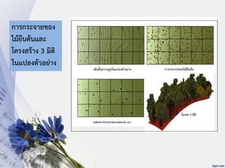 เส้นชั้นความสูงในแปลงตัวอย่าง การกระจายของไม้ยืนต้น
แสดงการกระจายตามขนาด dbh.
โมเดล 3 มิติ
การกระจายของ
ไม้ยืนต้นและ
โครงสร้าง 3 มิติ
ในแปลงตัวอย่าง
 