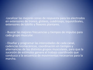 -Localizar las mejores zonas de respuesta para los electrodos
en extensores de tronco, glúteos, cuádriceps, isquiotibiales,
extensores de tobillo y flexores plantares.
- Buscar las mejores frecuencias y tiempos de impulso para
cada grupo muscular.
- Diseñar y programar las intensidades de cada canal,
cadencias biomecánicas, coordinación en tiempos y
alternancias de los distintos grupos musculares, para que la
sucesión de estímulos genere el trabajo coordinado que
conduzca a la secuencia de movimientos necesarios para la
marcha.
 