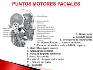 1.- Nervio facial
                                                2.- Musculo frontal
                                 3.- Orbiculares de los parpados
           4.- Músculo Prócero o piramidal de la nariz
       5.- Elevador del ala de la nariz y del labio superior
6.- Cigomático mayor y menor
7.- Orbicular de los labios
8.- Músculo del punto del mentón
9.- Músculo cuadrado
10.- Músculo triangular de los labios
11.- Cutáneo del cuello
12.- Bucinador
 
