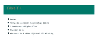 Fibra T I
● Lentas
● Tiempo de contracción mecánico largo 100 ms
● T de respuesta biológico= 20 ms
● Impulso 1 a 2 ms
● Frecuencia entre trenes : baja de 40 a 70 Hz< 10 seg
 