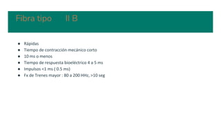 Fibra tipo II B
● Rápidas
● Tiempo de contracción mecánico corto
● 10 ms o menos
● Tiempo de respuesta bioeléctrico 4 a 5 ms
● Impulsos <1 ms ( 0.5 ms)
● Fx de Trenes mayor : 80 a 200 HHz, >10 seg
 