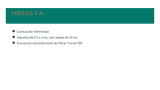 FIBRAS II A
● Contracción Intermedia
● Impulsos de 0.5 a 1 ms, con reposo de 15 ms
● Frecuencia calculada entre las Fibras TI y las T2B
 