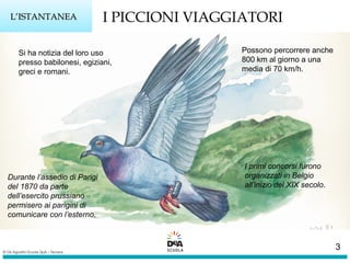 I PICCIONI VIAGGIATORILL’ISTANTANEA’ISTANTANEA
Si ha notizia del loro uso
presso babilonesi, egiziani,
greci e romani.
Possono percorrere anche
800 km al giorno a una
media di 70 km/h.
Durante l’assedio di Parigi
del 1870 da parte
dell’esercito prussiano
permisero ai parigini di
comunicare con l’esterno.
I primi concorsi furono
organizzati in Belgio
all’inizio del XIX secolo.
3
 