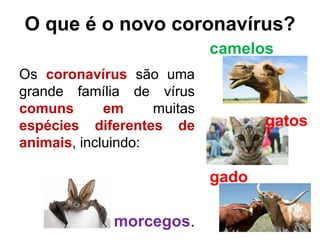 O que é o novo coronavírus?
Os coronavírus são uma
grande família de vírus
comuns em muitas
espécies diferentes de
animais, incluindo:
camelos
gatos
gado
morcegos.
 