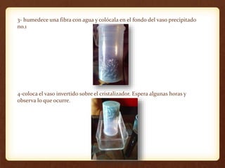 3- humedece una fibra con agua y colócala en el fondo del vaso precipitado
no.1
4-coloca el vaso invertido sobre el cristalizador. Espera algunas horas y
observa lo que ocurre.
 