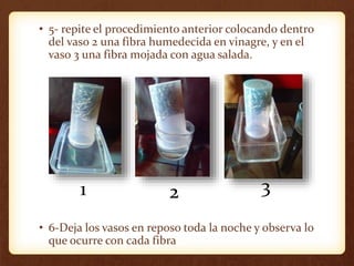 • 5- repite el procedimiento anterior colocando dentro
del vaso 2 una fibra humedecida en vinagre, y en el
vaso 3 una fibra mojada con agua salada.
• 6-Deja los vasos en reposo toda la noche y observa lo
que ocurre con cada fibra
1 2 3
 