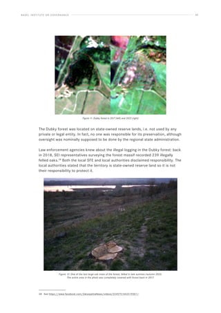 BASEL INSTITUTE ON GOVERNANCE 40
Figure 11: Dubky forest in 2017 (left) and 2022 (right)
The Dubky forest was located on state-owned reserve lands, i.e. not used by any
private or legal entity. In fact, no one was responsible for its preservation, although
oversight was nominally supposed to be done by the regional state administration.
Law enforcement agencies knew about the illegal logging in the Dubky forest: back
in 2018, SEI representatives surveying the forest massif recorded 239 illegally
felled oaks.28
Both the local SFE and local authorities disclaimed responsibility. The
local authorities stated that the territory is state-owned reserve land so it is not
their responsibility to protect it.
Figure 12: One of the last large oak trees of the forest, felled in late summer/autumn 2022.
The entire area in the photo was completely covered with forest back in 2017.
28 See https://www.facebook.com/ZakarpattiaNews/videos/2245751652319301/.
 