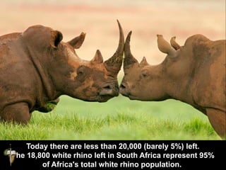 As South Africa is home to most of the world’s rhino population,
this war against organised crime is mostly being fought i...
