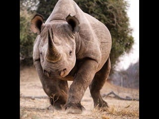 Corruption Undermines Rhino Conservation