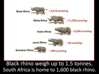 The 2012 Report by TRAFFIC,
described the rhino killings as:
"an unprecedented conservation crises
for South Africa.“
Rang...