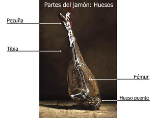 Partes del jamón: Huesos Fémur Hueso puente Pezuña Tibia 