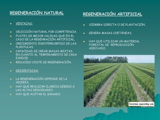 REGENERACIÓN NATURAL                     REGENERACIÓN ARTIFICIAL

   VENTAJAS:                               SIEMBRA DIRECTA O DE PLANTACIÓN.

   SELECCIÓN NATURAL POR COMPETENCIA.      GENERA MASAS COETÁNEAS.
   FUSTES DE MEJOR CALIDAD QUE EN EL
    CASO DE LA REGENRACIÓN ARTIFICIAL.
                                            HAY QUE UTILIZAR UN MATERIAL
   CRECIMIENTO ININTERRUMPIDO DE LAS        FORESTAL DE REPRODUCCIÓN
    PLÁNTULAS.                               ADECUADO.
   CAPACIDAD DE CREAR MASAS MIXTAS
    EN CUANTO AL TEMPERAMENTO DE CADA
    ESPECIE.
   REDUCIDO COSTE DE REGENERACIÓN.

   DESVENTAJAS:

   LA REGENERACIÓN DEPENDE DE LA
    VECERÍA.
   HAY QUE REALIZAR CLAREOS DEBIDO A
    LAS ALTAS DENSIDADES.
   HAY QUE ACOTAR EL GANADO.
 