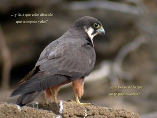 … y tú, a que estás aferrado que te impide volar? … qué es eso de lo que no te puedes soltar?  